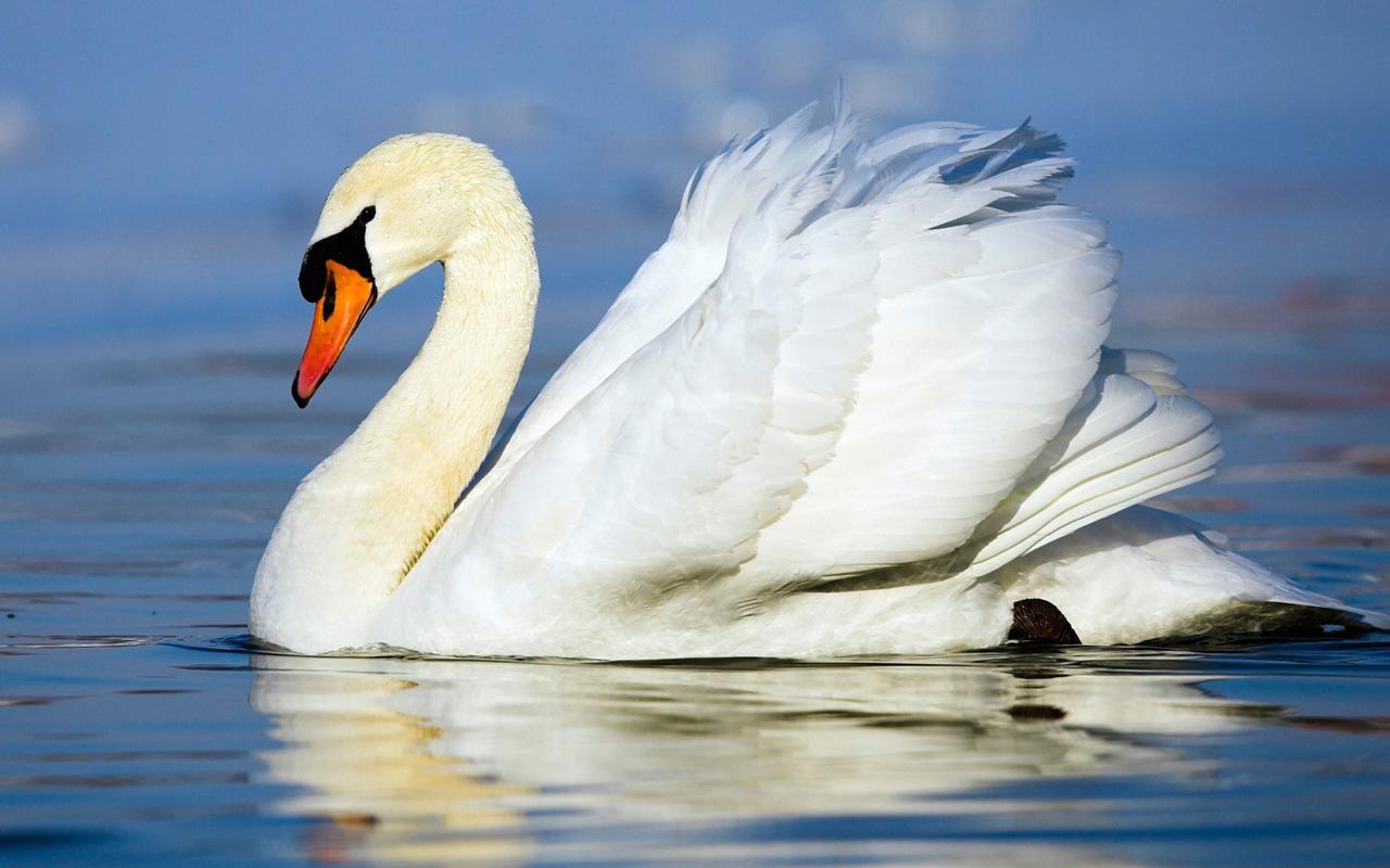 Animal Live Wallpaper