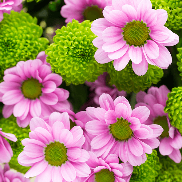 HD Jigsaw Puzzle Game