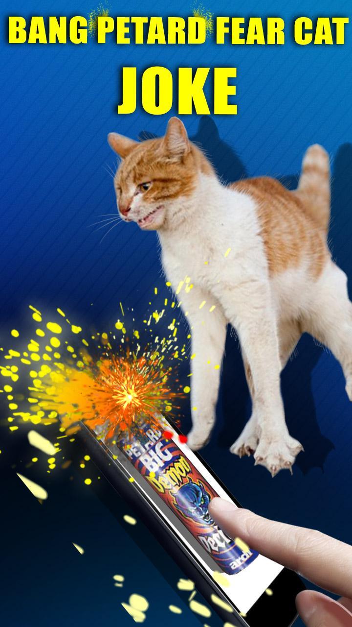 Bang Petard Deafened Cat Joke