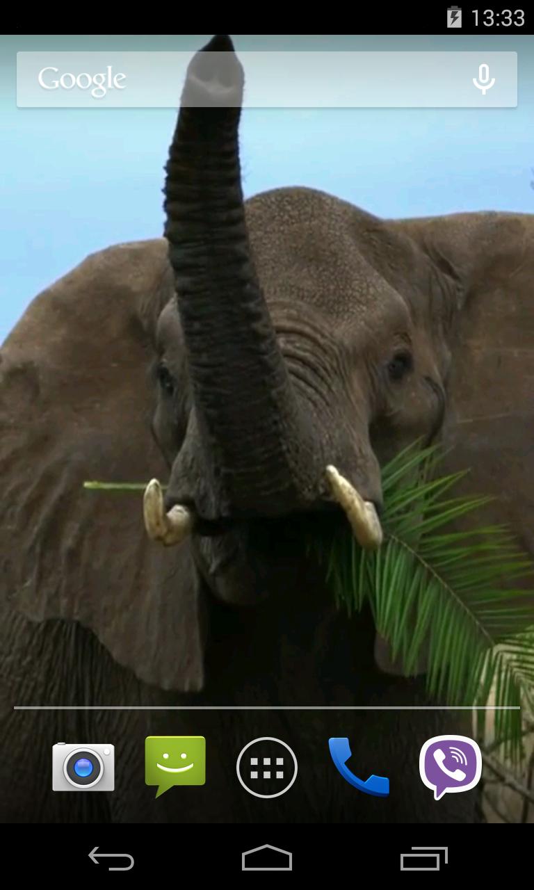 Animals of Africa Video LWP