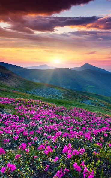 Mountain Flower Live Wallpaper