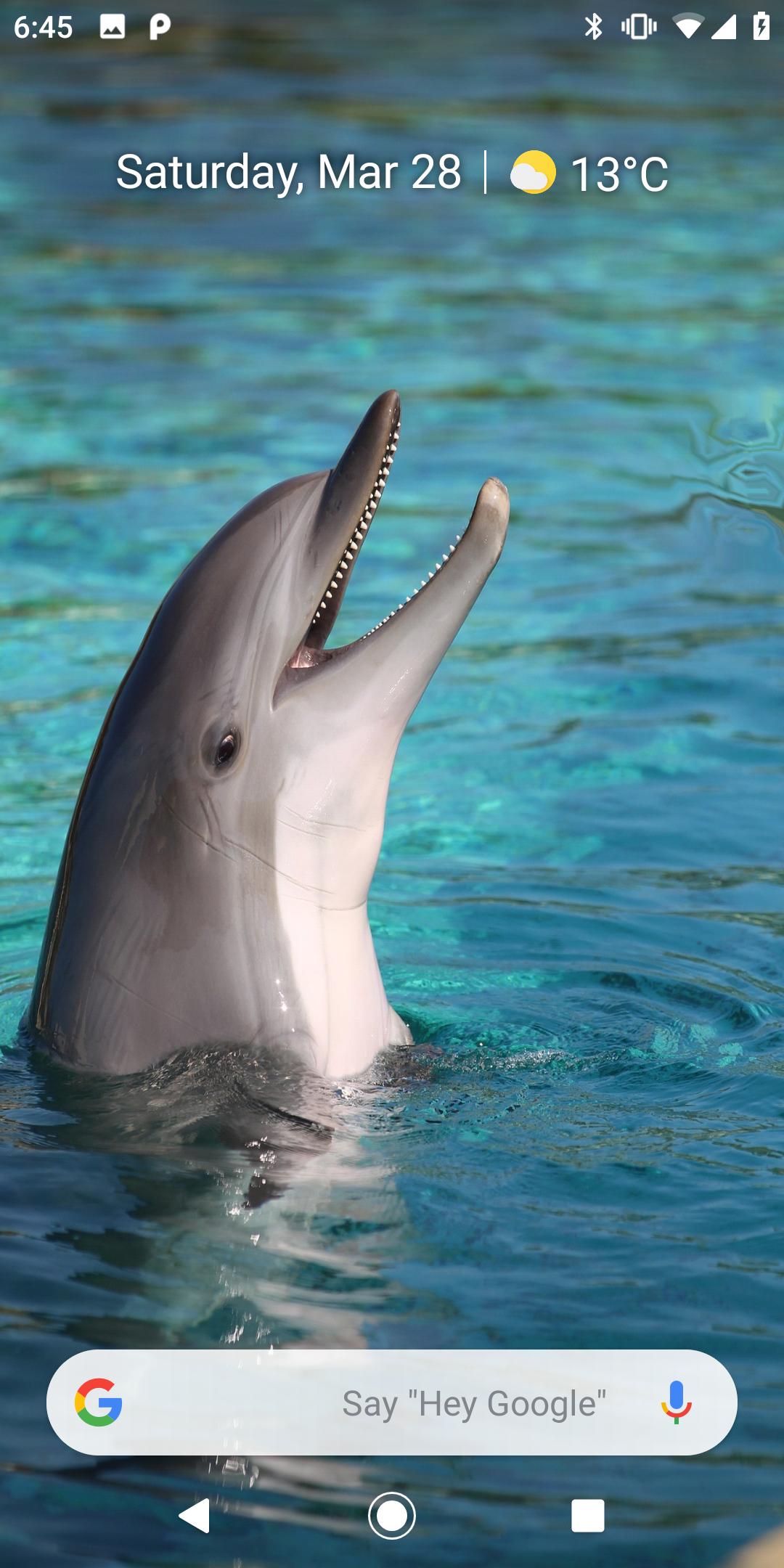 Magic Touch: Dolphins