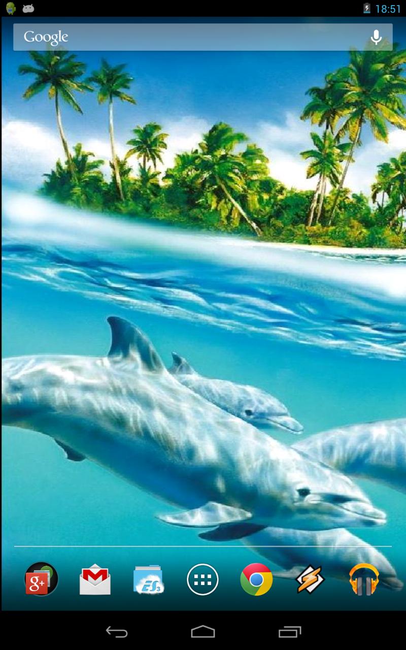 Magic Touch: Dolphins