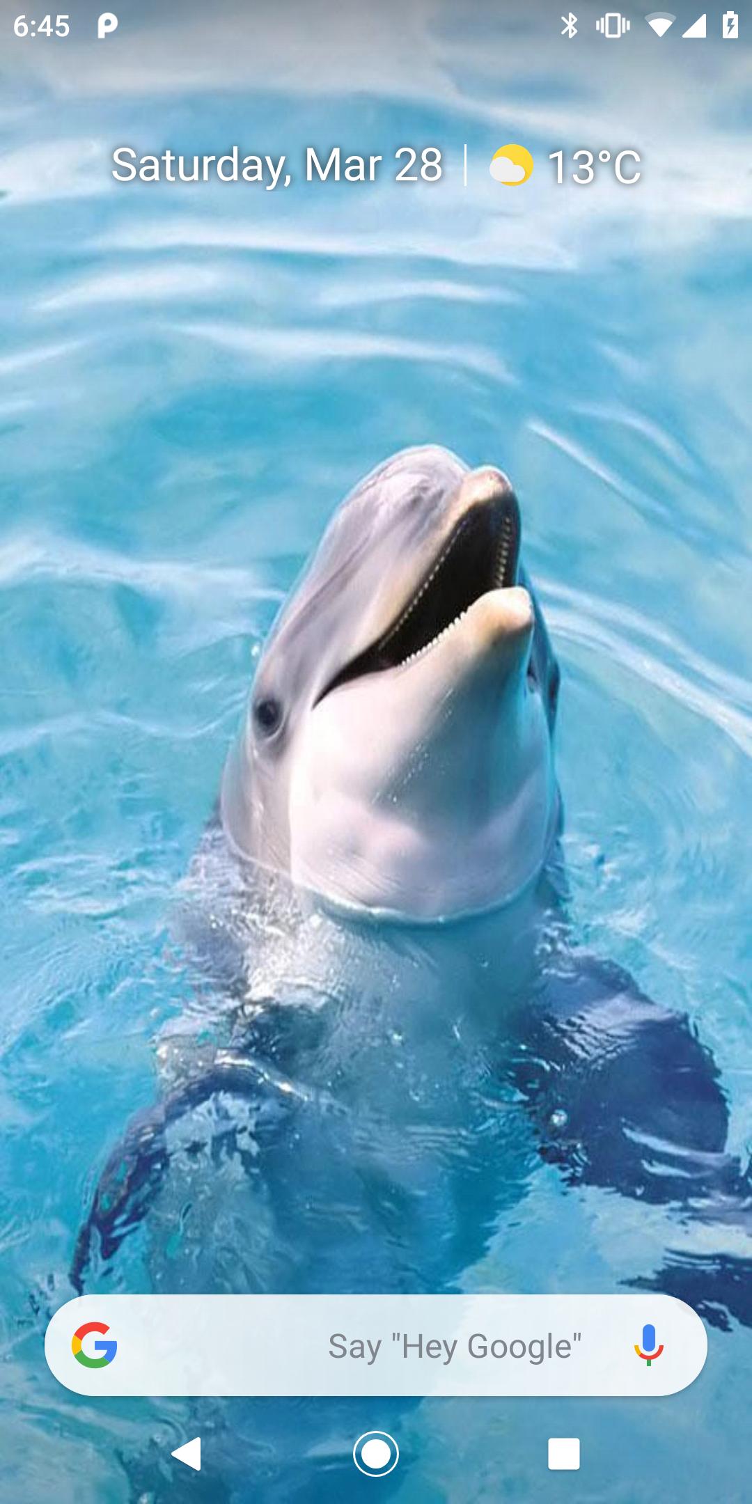 Magic Touch: Dolphins