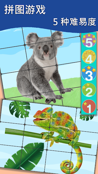 Animals Cards Games