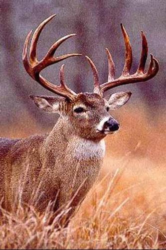 How To Draw Deer